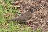 _MG_4179 Spotted-necked Dove